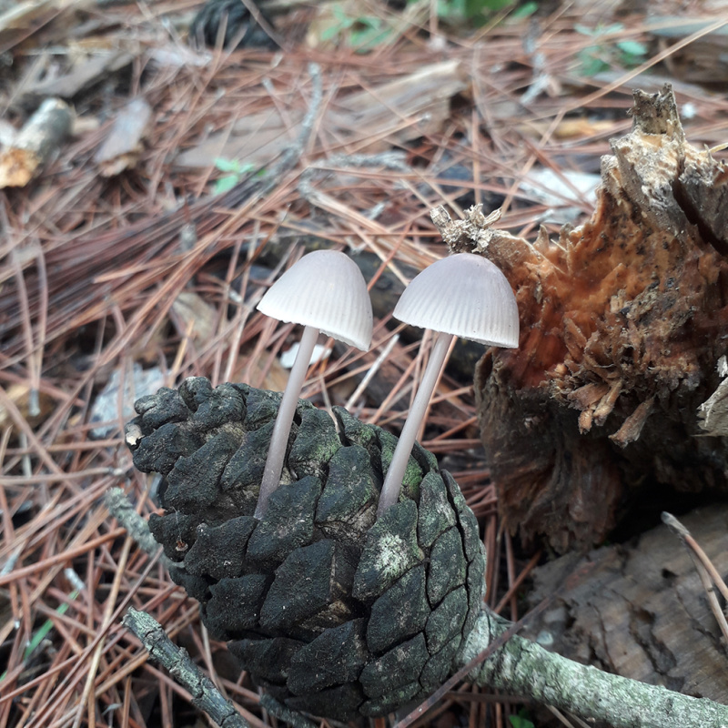 Подведены итоги ежегодного фотоконкурса «Внутренний мир» в 2020 году среди психологов силовых структур